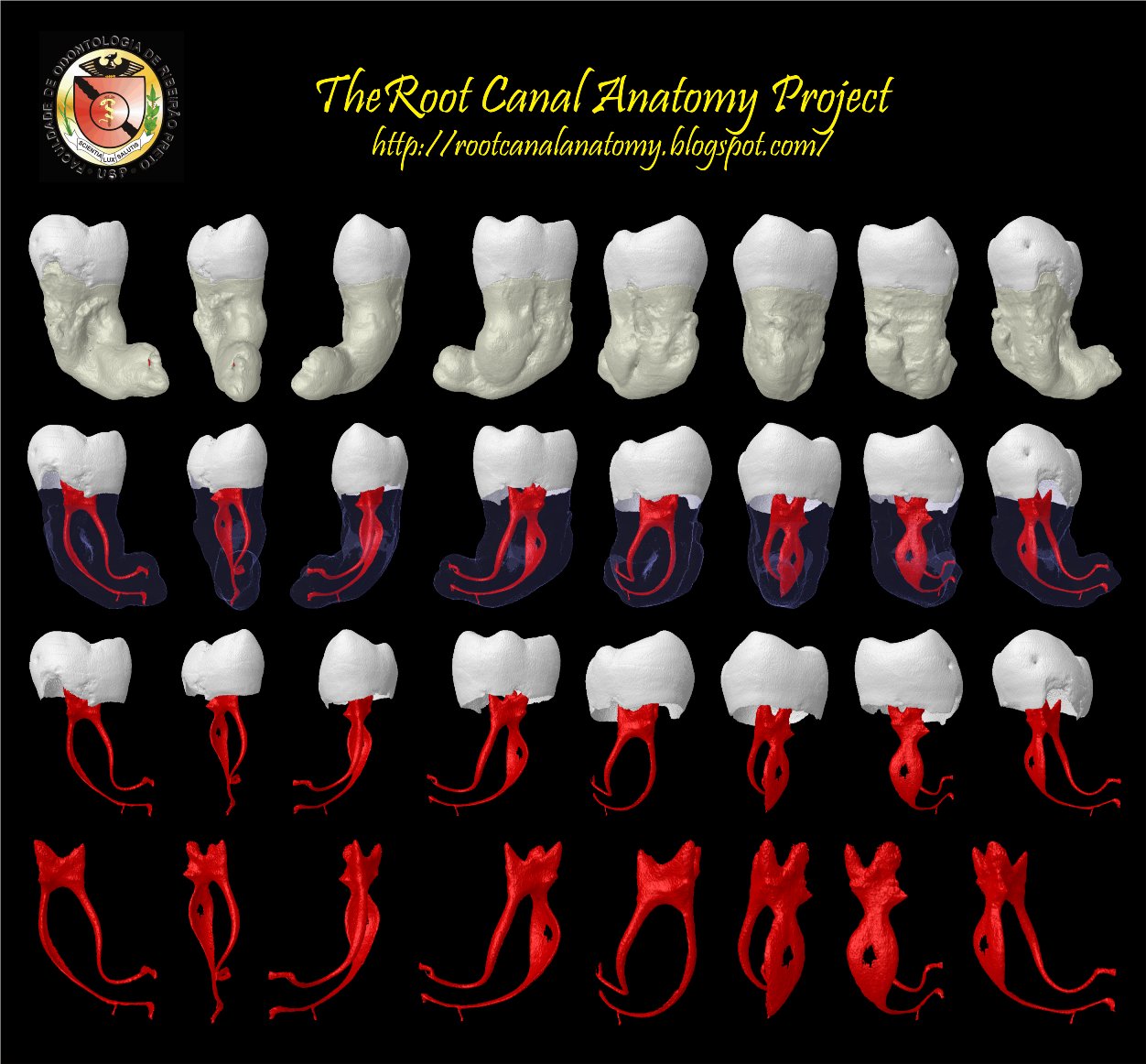 canal anatomy